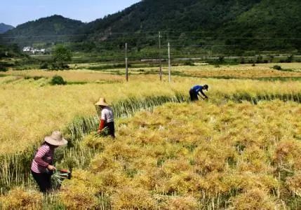 秸稈禁燒季 | 禁止一切露天焚燒秸稈行為！附縣政府禁燒通告、鎮(zhèn)政府倡議書(shū)