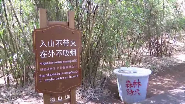 贊！雞足山景區(qū)連續(xù)35年無森林火災(zāi)，因為他們...